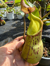 Load image into Gallery viewer, N.burbidgeae x veitchii