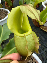 Load image into Gallery viewer, N. veitchii - Specimen 1