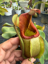 Load image into Gallery viewer, N. veitchii - Specimen 2