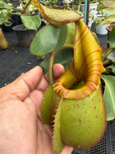 Load image into Gallery viewer, N. veitchii - Specimen 3