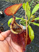 Load image into Gallery viewer, N.(viking x ampullaria red) x sumatrana)) x rafflesiana