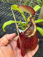 Load image into Gallery viewer, N.(viking x ampullaria red) x sumatrana)) x rafflesiana