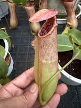 Load image into Gallery viewer, N. northiana x truncata - Specimen 1