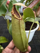 Load image into Gallery viewer, N. northiana x truncata - Specimen 2