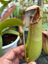 Load image into Gallery viewer, N. northiana x truncata - Specimen 2