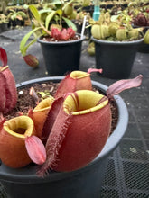 Load image into Gallery viewer, N. ampullaria - Specimen 38