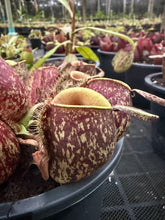 Load image into Gallery viewer, N. ampullaria - Specimen 39