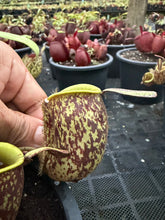 Load image into Gallery viewer, N. ampullaria - Specimen 40