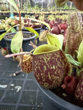 Load image into Gallery viewer, N. ampullaria - Specimen 41
