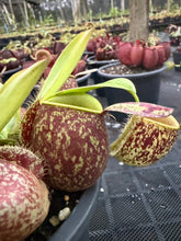 Load image into Gallery viewer, N. ampullaria - Specimen 41