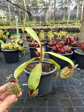 Load image into Gallery viewer, N. ampullaria - Specimen 42