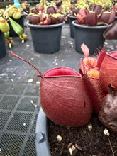 Load image into Gallery viewer, N. ampullaria - Specimen 43