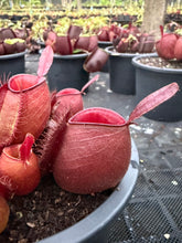 Load image into Gallery viewer, N. ampullaria - Specimen 43
