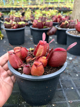 Load image into Gallery viewer, N. ampullaria - Specimen 43