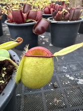 Load image into Gallery viewer, N. ampullaria - Specimen 45 - Hot Lips