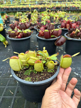 Load image into Gallery viewer, N. ampullaria - Specimen 45 - Hot Lips