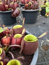 Load image into Gallery viewer, N. ampullaria - Specimen 46