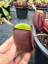 Load image into Gallery viewer, N. ampullaria - Specimen 47
