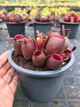 Load image into Gallery viewer, N. ampullaria - Specimen 51
