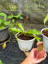 Load image into Gallery viewer, N.(viking x ampullaria) x northiana