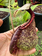 Load image into Gallery viewer, N. rafflesiana - Specimen 2