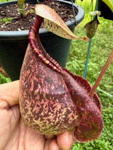 Load image into Gallery viewer, N. rafflesiana - Specimen 3