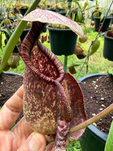 Load image into Gallery viewer, N. rafflesiana - Specimen 4