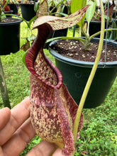 Load image into Gallery viewer, N. rafflesiana - Specimen 5