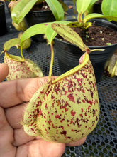 Load image into Gallery viewer, N. hookeriana