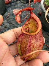 Load image into Gallery viewer, N. kampotiana - Specimen 1