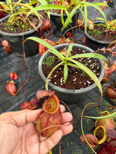 Load image into Gallery viewer, N. kampotiana - Specimen 1