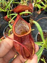 Load image into Gallery viewer, N. kampotiana - Specimen 2