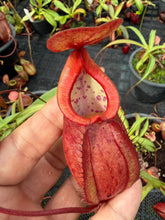 Load image into Gallery viewer, N. kampotiana - Specimen 3