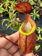 Load image into Gallery viewer, N. kampotiana - Specimen 4