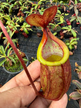 Load image into Gallery viewer, N. kampotiana - Specimen 4