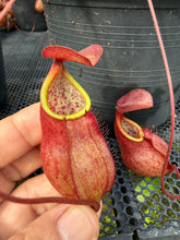 Load image into Gallery viewer, N. kampotiana - Specimen 5