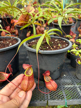 Load image into Gallery viewer, N. kampotiana - Specimen 5