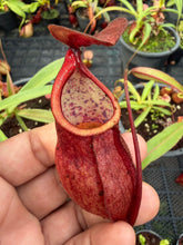 Load image into Gallery viewer, N. kampotiana - Specimen 6