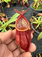 Load image into Gallery viewer, N. kampotiana - Specimen 6