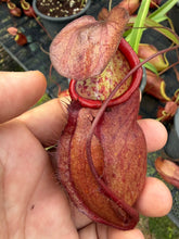 Load image into Gallery viewer, N. kampotiana - Specimen 7