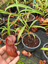 Load image into Gallery viewer, N. kampotiana - Specimen 7