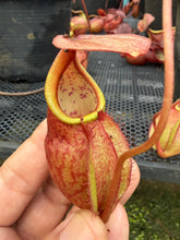 Load image into Gallery viewer, N. kampotiana - Specimen 8