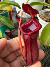 Load image into Gallery viewer, N. lowii x ventricosa - Specimen 1