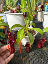 Load image into Gallery viewer, N. lowii x ventricosa - Specimen 1