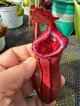 Load image into Gallery viewer, N. lowii x ventricosa - Specimen 2