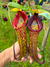 Load image into Gallery viewer, N.Rokko x (northiana x veitchii)