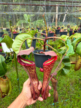 Load image into Gallery viewer, N.(boschiana x (truncata x campanulata)) x (truncata x boschiana)