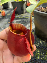 Load image into Gallery viewer, N. ampullaria x bicalcarata - Specimen 1