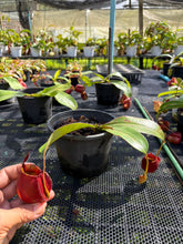 Load image into Gallery viewer, N. ampullaria x bicalcarata - Specimen 1