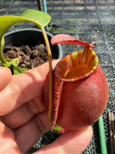 Load image into Gallery viewer, N. ampullaria x bicalcarata - Specimen 2